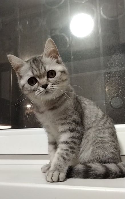 Девочка. Скоттиш страйт.