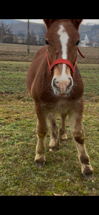 Vand 2 manji.. negru 8 luni blondu 6 luni
