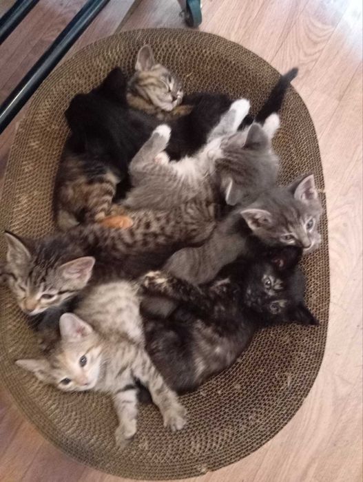 Отдам котят в добрые руки