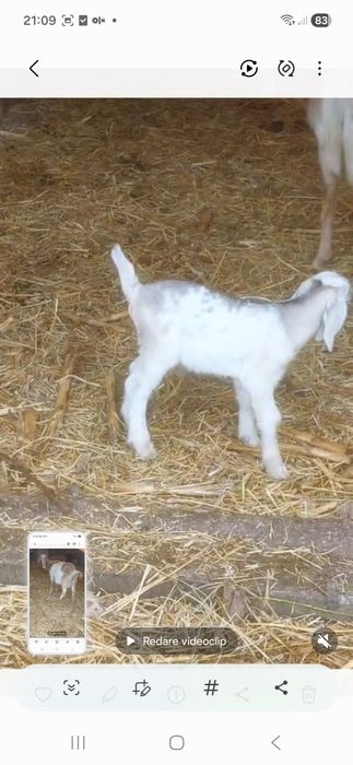 Vand tapidor si doua iedite metis