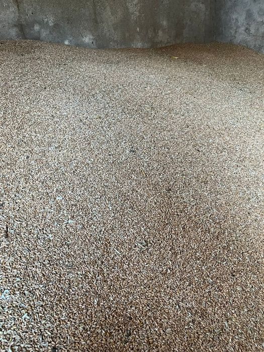 Vând porumb și grâu