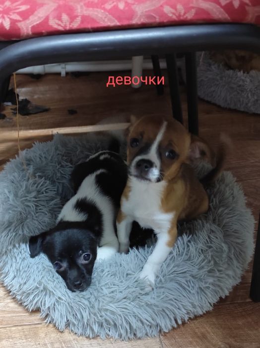 Отдам щенков в хорошие и добрые руки мальчик и 2 девочки