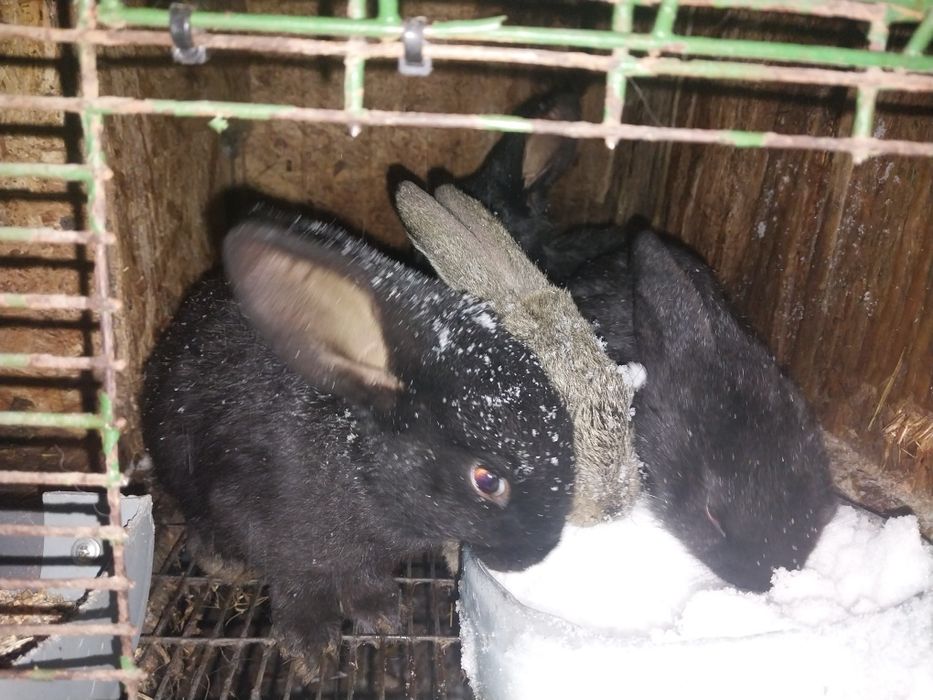 Продам  кроликов