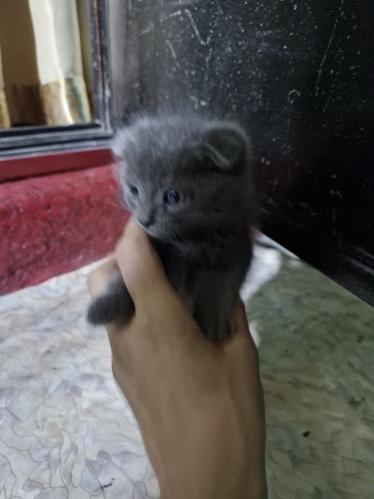 Одам котят 4шт и мама очень милые
