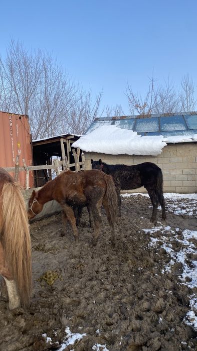 Жабағы,тай,лошадь