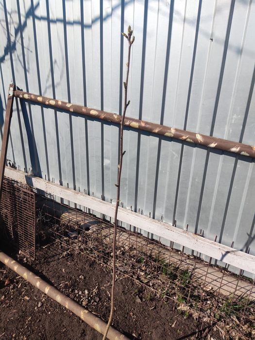 Саженцы черешни 2хлетка