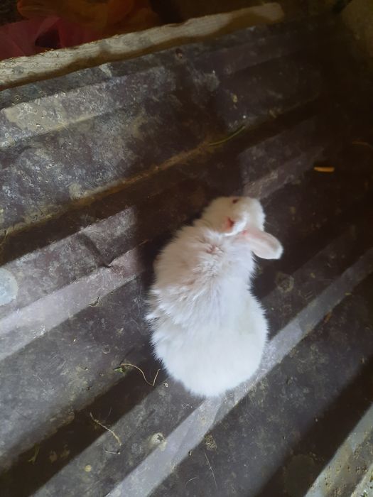 Quyon bolalari sotiladi 40mindan