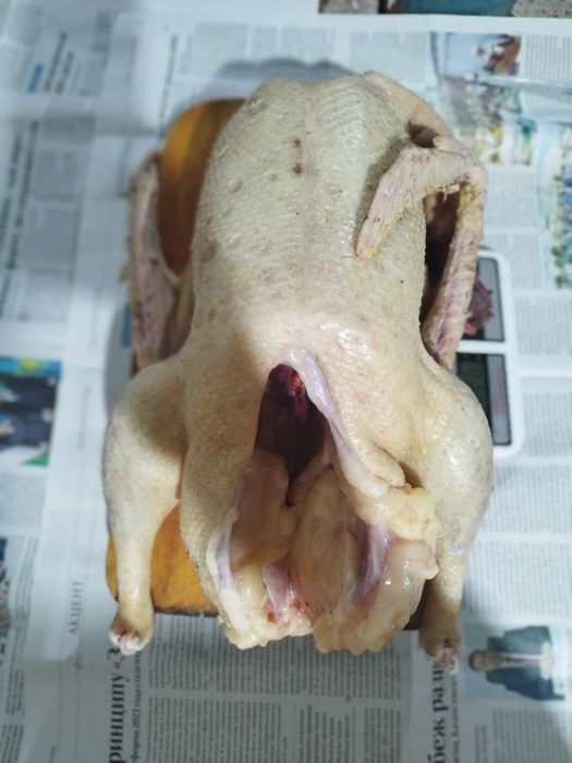 Гуси домашние свежие