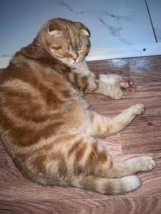 Кошка и кот бесплатно