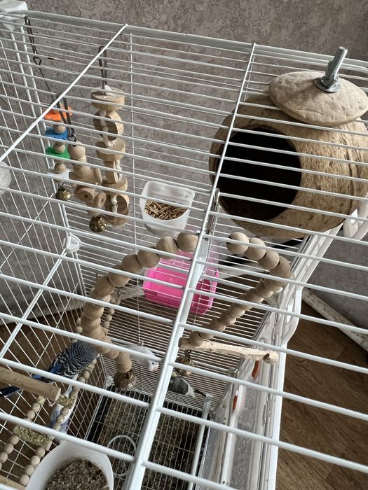 Попугай в хороших руках
