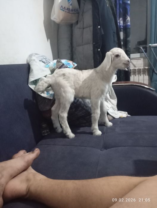 Продам козу с козленком