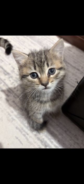 Отдам котят в добрые руки