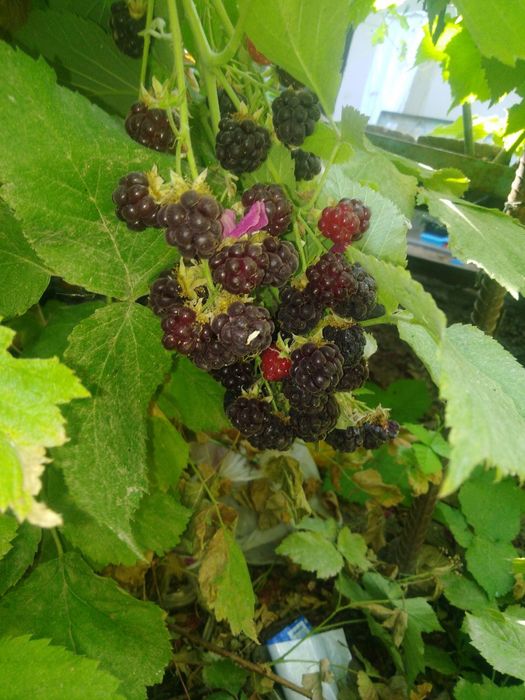 Продается малина из своего участка