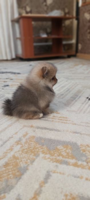 Шпицы готовы к переезду