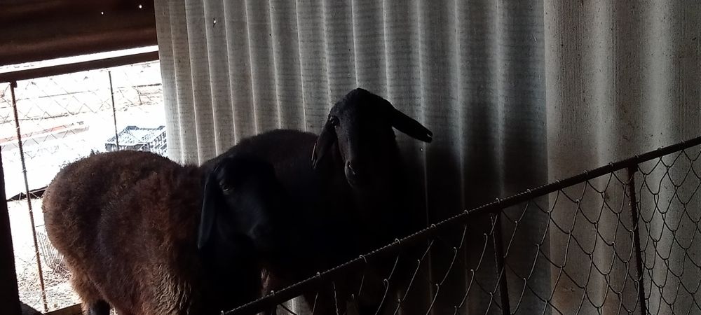 Кой сатылады мал