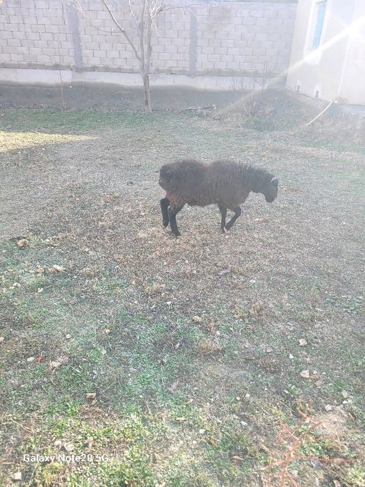 Qochqorchala sotiladi!