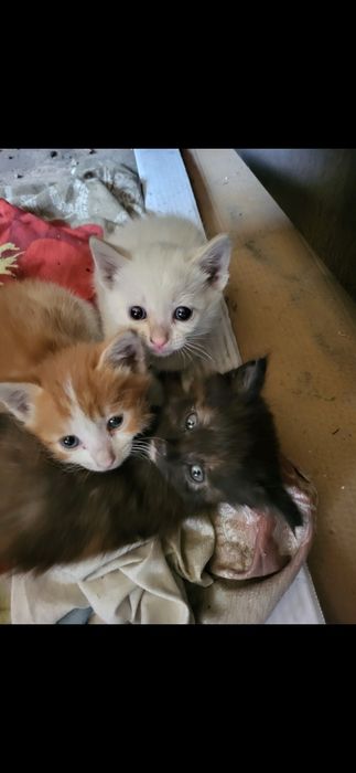 Котята в добрые руки!