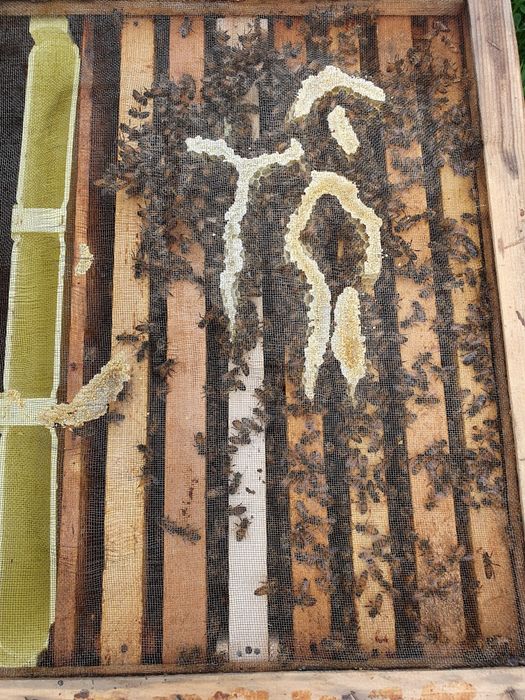 Vand famili albine buckfast