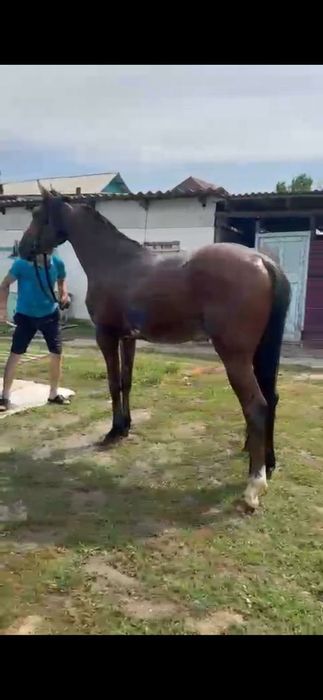 Полу кровь құнан сатылады