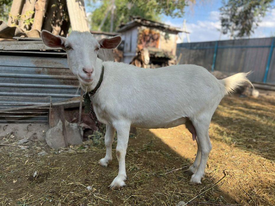 Зааненская коза, 2 года.
