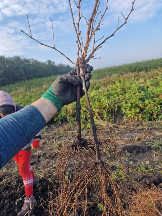 Vand butasi de vita de vie altoiti