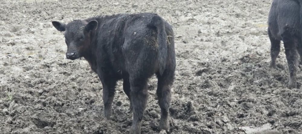 Vand tauras si femele de rasa bune