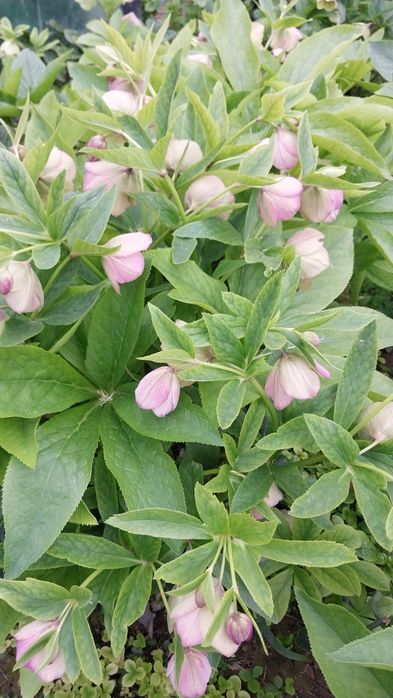 Всегда зелёные цветы Морозка