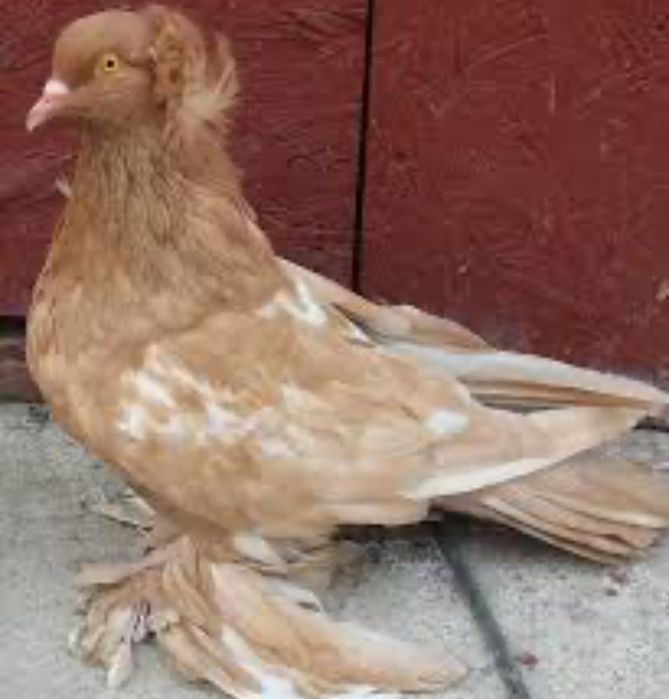 Porumbei uriasi maghiari diverse culori poze atasate,am tot timpu.