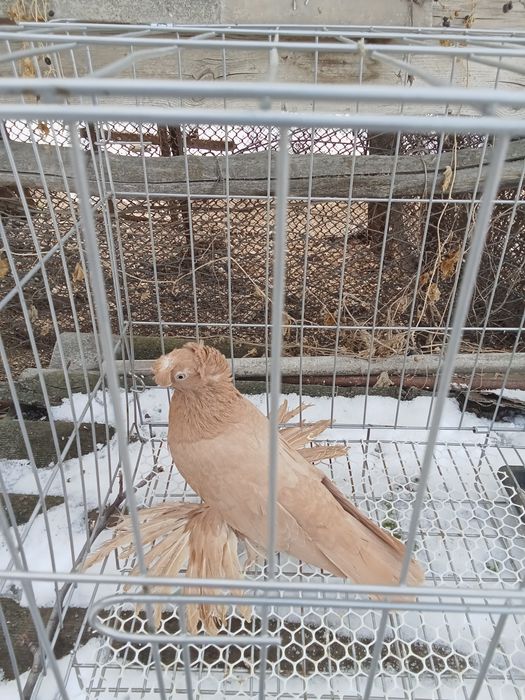 Продам голубей хороших