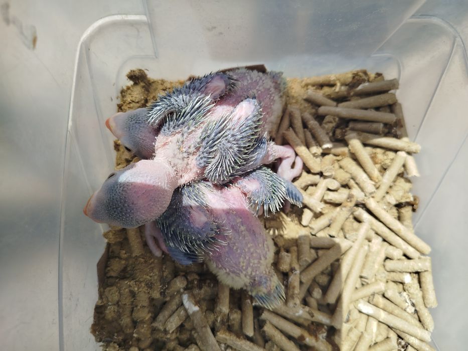 Ручные ожереловые попугаи