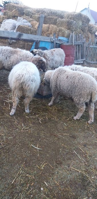 Бараны откормленные 3годовые