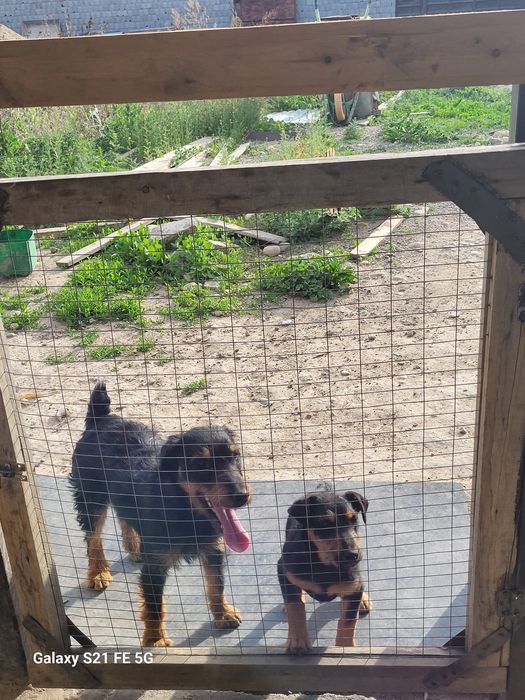 Ягдтерьер кобель на вязку