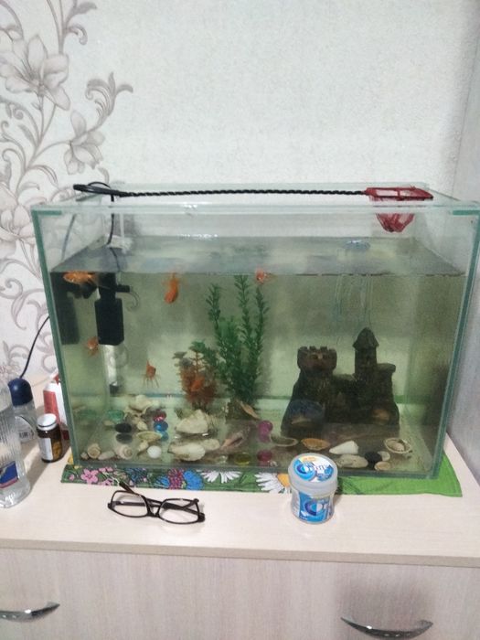 Оквариум с рыбками золатыми