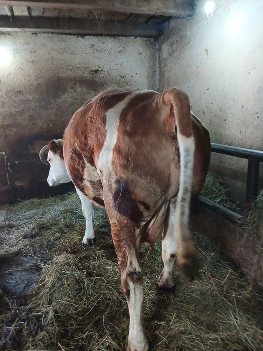 Vind vacă a făta gestantă în 7.5luni talie mare