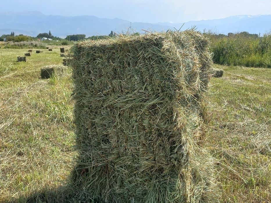 Сено Люцерна с доставкой