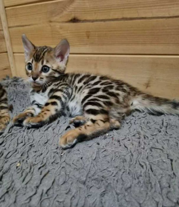 Бенгальские мини Леопарды