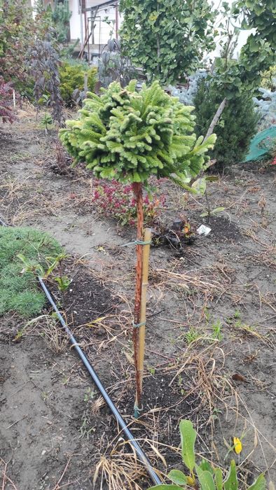 Plante ornamentale deosebite, altoite, de colectie.