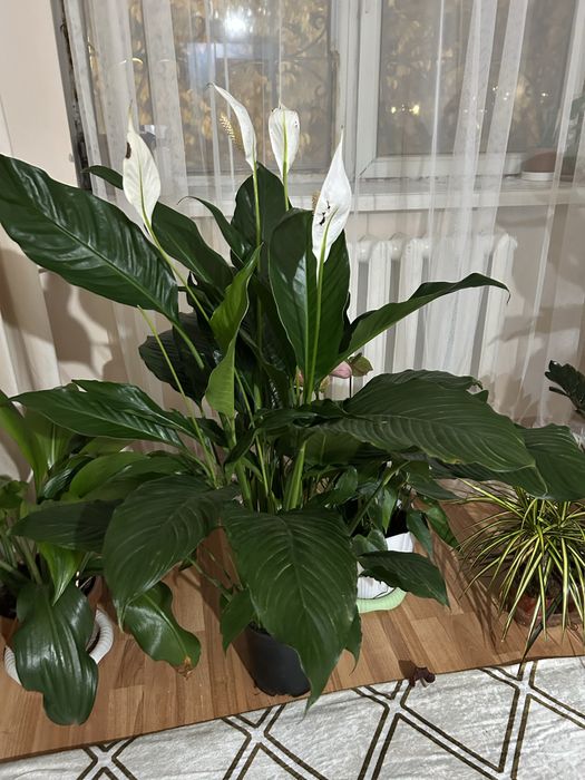 Себастиан гүлі 130см ,