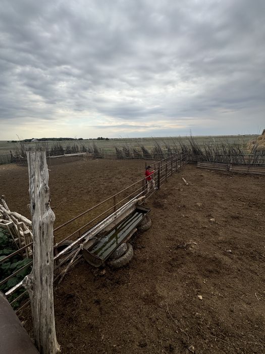 Продается крестьянское хозяйство (КХ)