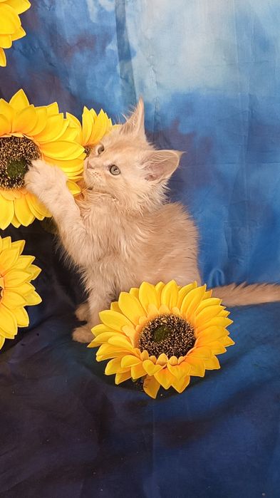 Харизматичные малыши Мейн куна