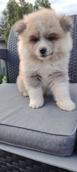 Disponibil Mascul Akita Inu Long Hair  cu pedigree