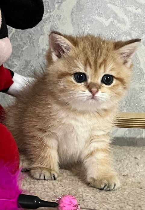 британская золотая шиншила деевочка котенок чистокровный