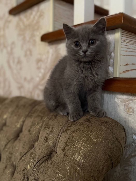 skotish fold kulrang