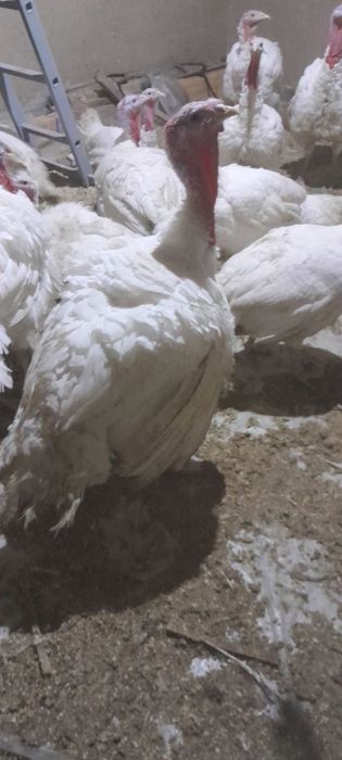 Kurka BIG 6 donasi 10-15 kilo chiqadi narxi kilosi 55 ming jivoyiga