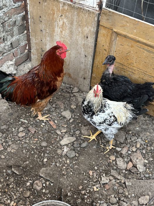 Cocoși de vanzare