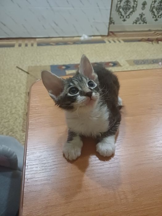 Катята  канадский  сфинкс  браш