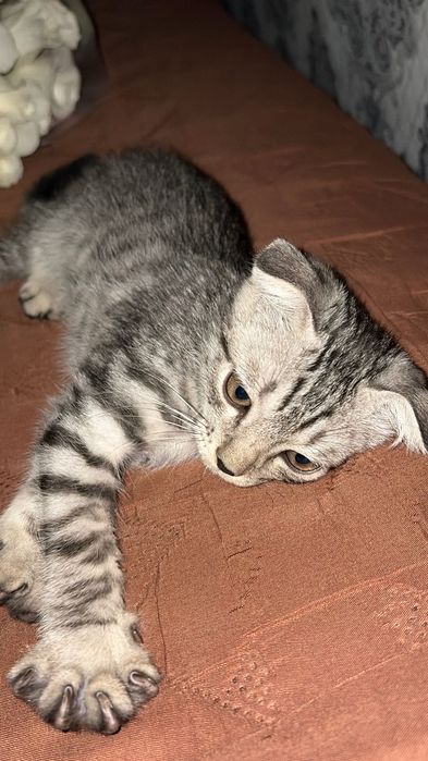 шотландская вислоухая кошка