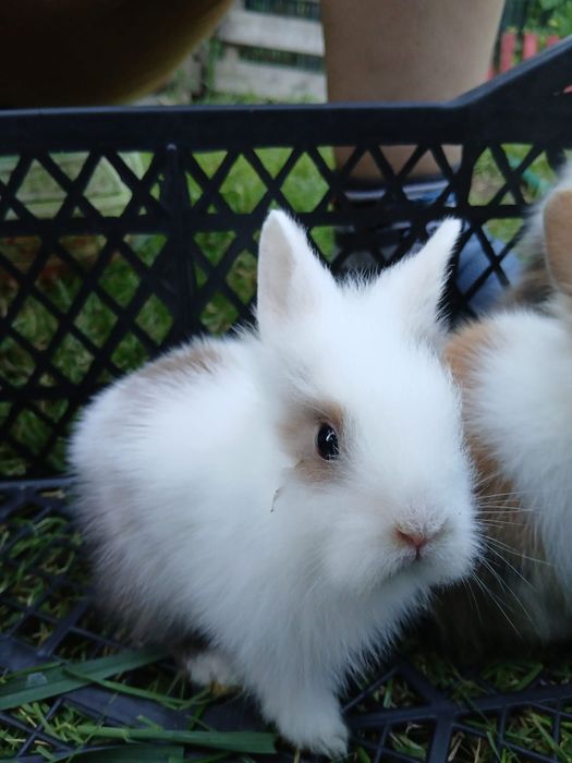 Vând 5 pui de iepuri pitici și 2 iepuri adulți (părinți)