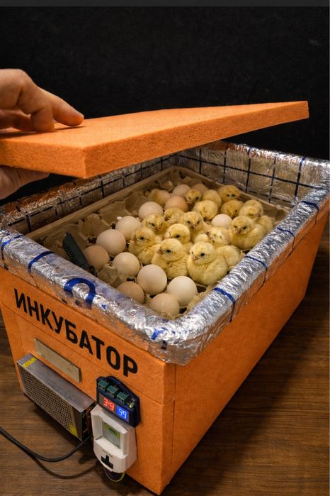 Новый Инкубатор, Yangi inkubator