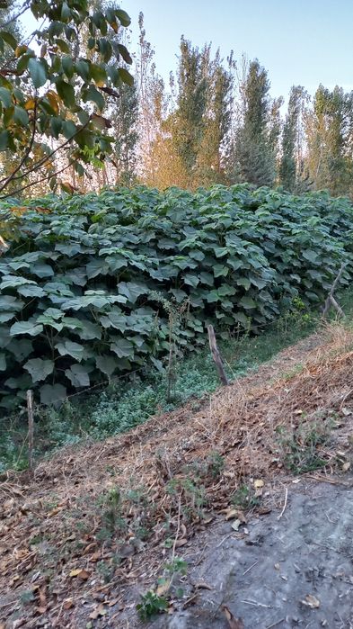 Дунёда энг тез усувчи ПАВЛОНИЯ  дарахти кучатлари сотувда